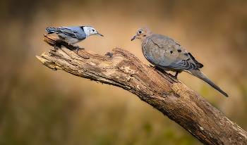 White-breasted nuthatch vs. Mourning dove / Белогрудый поползень vs. Плачущая горлица