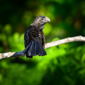 Smooth-billed Ani / Гладкоклювая кукушка Ани

Одна из интересных особенностей этой птицы является коллективное гнездо, в котором сообща насиживается кладка яиц несколькими парами
Родители вместе заботятся о молодых птицах.
Часто птенцы остаются в группе и помогают в выведении следующего выводка.