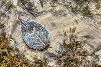 &nbsp; / Blatt in einer Pfütze bei frostigen Temperaturen