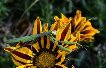 На цыпочках... / Обыкновенный богомол, или Богомол религиозный (Mantis religiosa)