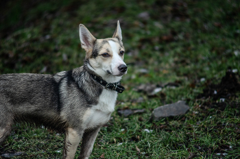 собакен / Vivitar 75-205 mm 3.8