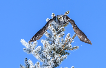 Tree Topper Crown fell down (Northern hawk-owl) / С ёлки &quot;звёздочка&quot; упала (Ястребиная сова)