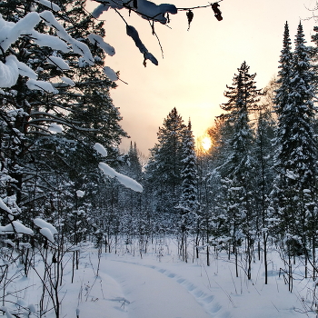 **Лесные сумерки.* / Томская область.