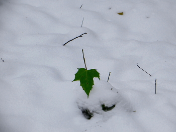 Кленовый лист / Кленовый лист