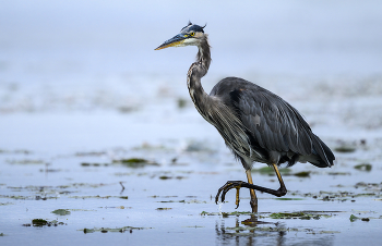 Great blue heron (juvenile) / Большая голубая цапля