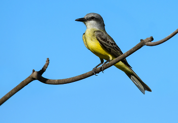 Cassin's kingbird (Tyrannus vociferans) / Королевские птицы Кассина часто поют по ночам, и иногда их принимают за козодоев и других ночных птиц. Ареалы Cassin's и Western Kingbirds перекрываются географически и частично по высоте. Конкуренция между двумя видами за места гнездования и кормовую среду, по-видимому, минимальна.