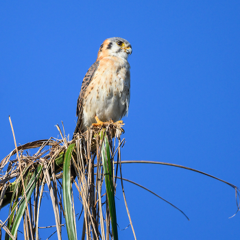 American kestrel (Falco sparverius) / Американскую пустельгу иногда называют воробьиным ястребом так , что официально на русском -Воробьиная пустельга
Американская пустельга - самый распространенный сокол в Северной Америке (это вовсе не означает, что вы моментально обнаружите этого хищника, совсем даже наоборот, можете никогда не встретиться с этим маленьким хищником)
Это также самый маленький сокол в Северной Америке,питается крупными насекомыми, маленькими птицами, ящерицами и змеями.
У пустельг замечательно острое зрение даже при очень плохом освещении, что позволяет им охотиться почти до темноты.
А вот жизнь у этого сокола недолговечна , для диких птиц она длится менее 5 лет......