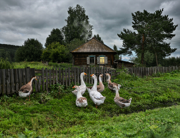 Непрошенный гость / фотодрама, деревенская жизнь, непрошенный гость