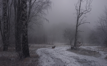 Туман / Рождественское утро