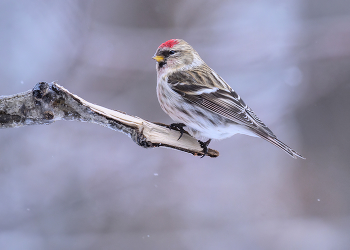 Common Redpoll (male) / Обыкновенная чечётка