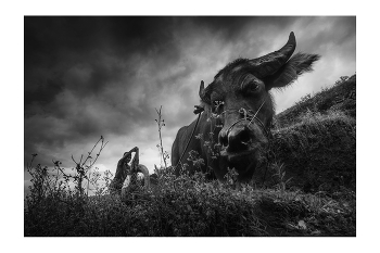 Рис, Люди и Образы Вьетнама / B&amp;W Photo Project: "Rice&amp;Icon of Vietnam"
Первое, что делают на поле перед посадкой риса- это взрыхлят землю. Чаще во Вьетнаме это делают с помощью быков. За плугом ходят взрослые и подростки, мужчины и женщины.