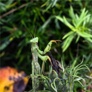 &nbsp; / Обыкновенный богомол, или Богомол религиозный (Mantis religiosa)