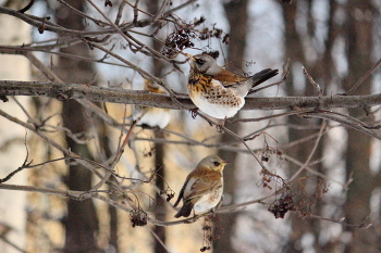 Рябинники на рябине / Дрозды рябинники Turdus pilaris