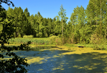 "Старый пруд заросший ряской ..." / "Старый пруд заросший ряской,
 В бликах солнечных искринок,
 Как в старинной доброй сказке,
 Мир из разных половинок.
 Он - зеленый, как поляна
 С островками сини неба.
 Здесь бродила Несмеяна
 И без устали ревела.
 Вот мосточек очень шаткий,
 Почерневший и промокший.
 Здесь Аленушка в присядку
 Вспоминала о хорошем ..."
 Е.Тихомирова