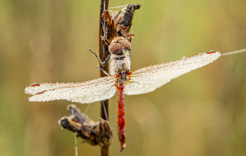 утром на берегу / на Дону