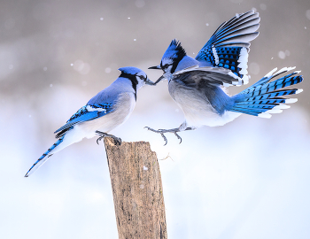 Blue Jay / Blue jay