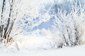 Морозные кружева / Зимние туманы