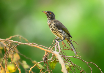 Palmchat / Palmchat