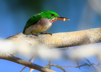 Broad-billed Tody / Broad-billed Tody