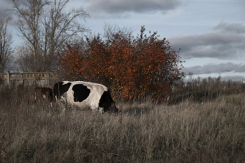 Корова / осень