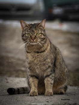 Бездомная / Кошка бездомная,с умными глазами