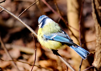 Лазоревка нахохлилась / Лазоревки Cyanistes caeruleus