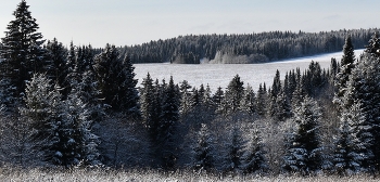 ёлочное пространство / _____