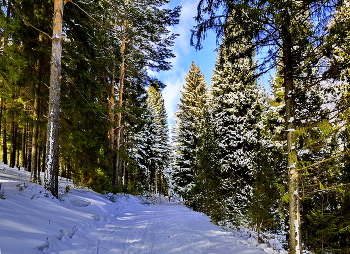 Прогулка в лесу... / Зима, природа