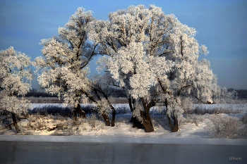 Морозное утро. / На Оке.