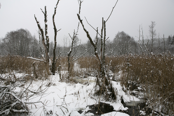 Зимние зарисовки / Зимнее болото в белорусской Швейцарии