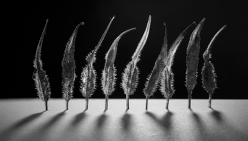 &nbsp; / Растения, цветы