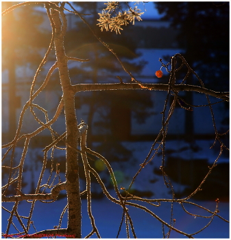Ягодка как воспоминание о лете / В парке