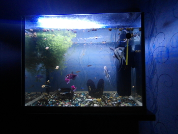 аквариум / рыбки