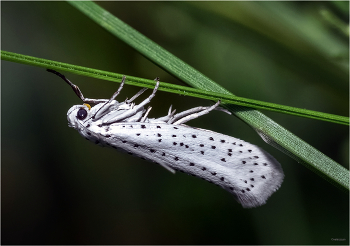 &nbsp; / Горностаевая черёмуховая моль (Yponomeuta evonymella).