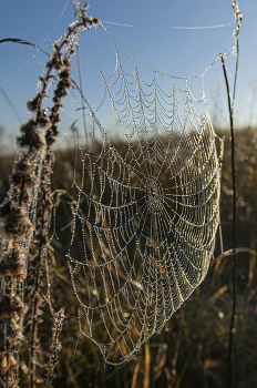 в утренних лучах / на пруду