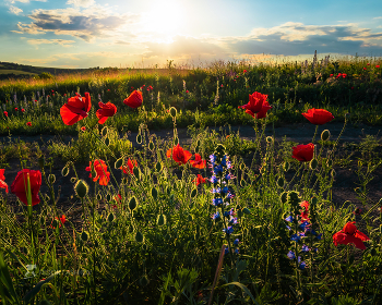 Жар солнца / Алые маки в степи.
Ровеньский район. Июнь, 2022 года. 
Из фотопроекта "Земля Белгородская».