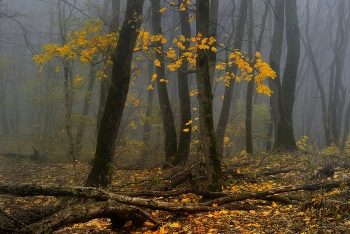 Осень / Туманное утро