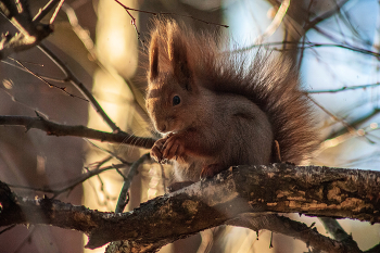 милашка на ветке / Nikon D 700 + Вивитар 75-205 мм+конвертор 2х кратный