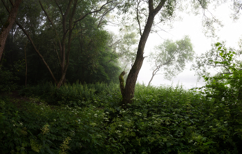 Утром возле реки / Пейзаж Беларуси