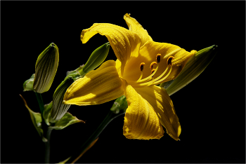 Про солнечный цвет... / И зимой радостно...