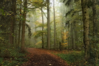 Просто Осень.. / Утро в осеннем лесу.