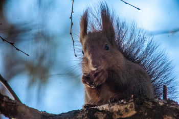 трапезничает / Nikon D 700 + Вивитар 75-205 мм + конвертор 2-х кратный