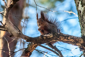 милота пикник парка / Nikon D 700 + Вивитар 75-205 мм + конвертор 2-х кратный