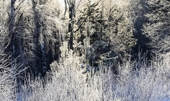 Зима лес украсила и принарядила / Зимний лес-декабрь.