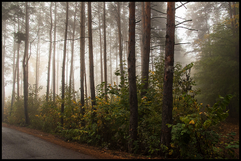 Туман / Осень лес