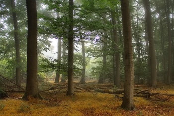 Сентябрь / Туманное утро в осеннем лесу. Лесной пейзаж.