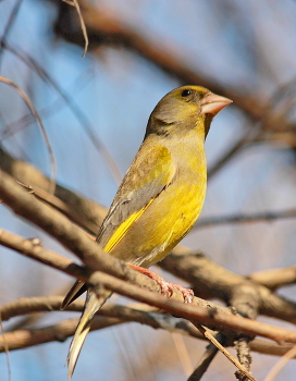 Зеленушка самец / Зеленушки Chloris chloris