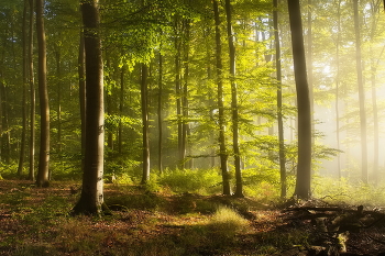 Солнце в тумане / Туманным утром в осеннем лесу.. Лесной пейзаж.