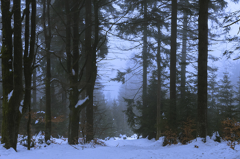 Туман в феврале. / Туман в феврале,лес,зима,снег