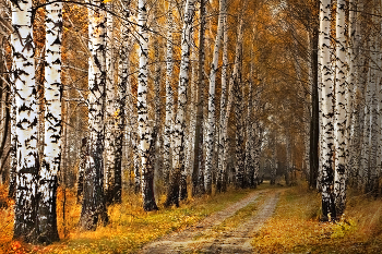 Последняя осень / К сожалению этой берёзовой рощи уже нет...